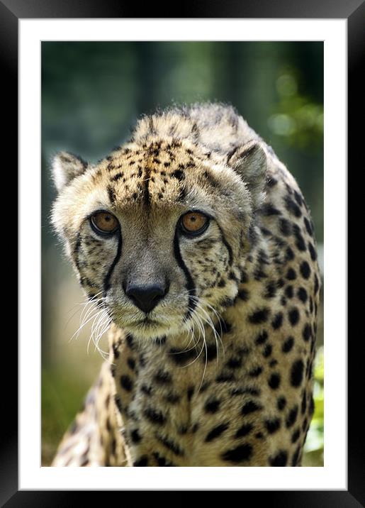 Big Cat Framed Mounted Print by Stephen Mole
