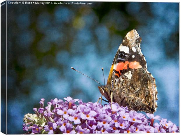  Red Admiral Canvas Print by Robert Murray