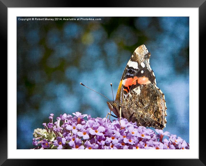  Red Admiral Framed Mounted Print by Robert Murray