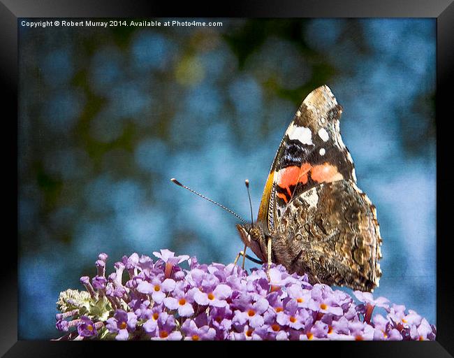  Red Admiral Framed Print by Robert Murray