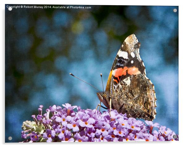  Red Admiral Acrylic by Robert Murray
