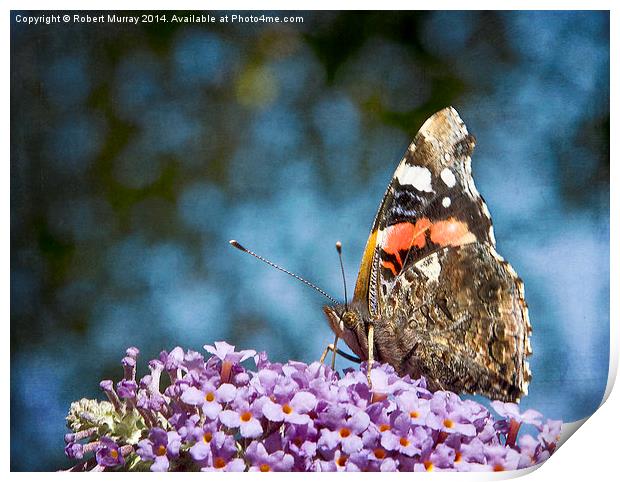  Red Admiral Print by Robert Murray