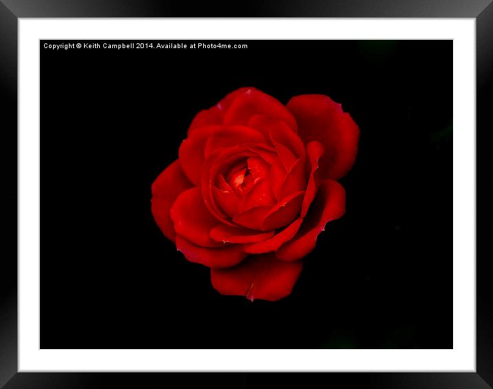  Red Rose - simplistic love Framed Mounted Print by Keith Campbell