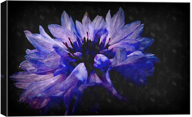  purple Canvas Print by dale rys (LP)