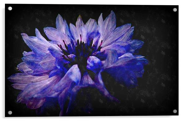  purple Acrylic by dale rys (LP)