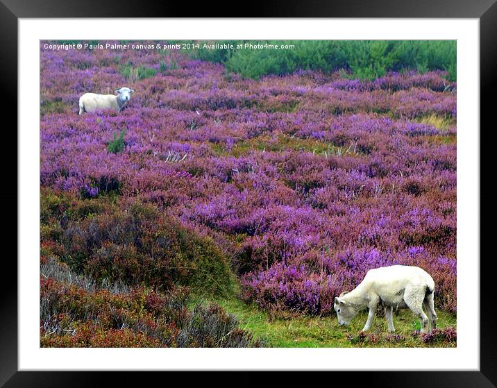  Grazing amongst the heather Framed Mounted Print by Paula Palmer canvas