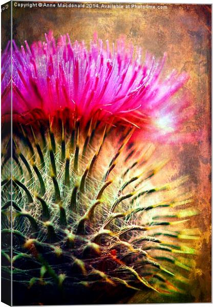  Thistle Be The Prickly One Canvas Print by Anne Macdonald