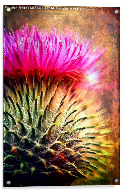  Thistle Be The Prickly One Acrylic by Anne Macdonald