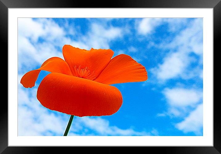  orange,white and blue Framed Mounted Print by dale rys (LP)