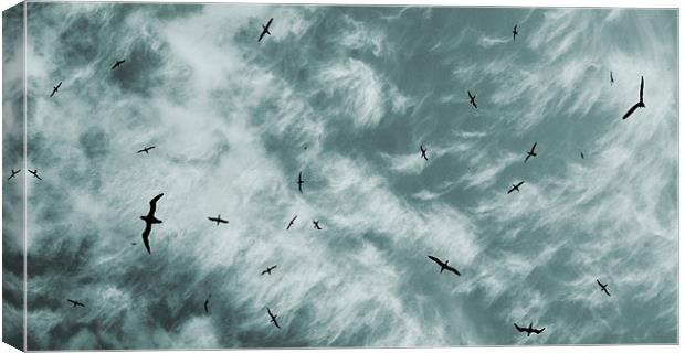  soaring Canvas Print by Heather Newton