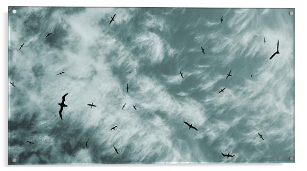  soaring Acrylic by Heather Newton