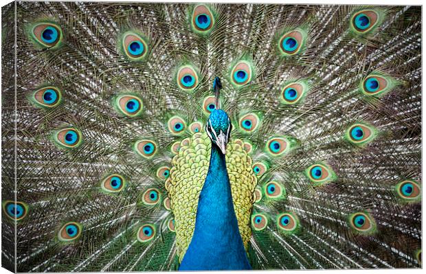 Peacock from the front Canvas Print by Gary Devlin