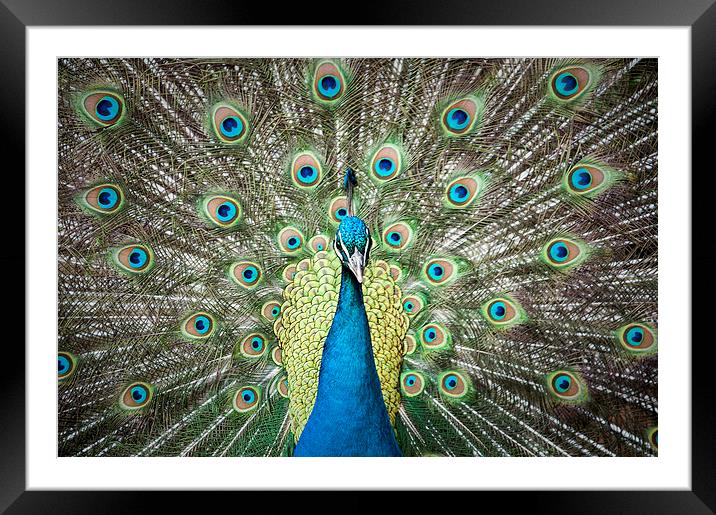Peacock from the front Framed Mounted Print by Gary Devlin