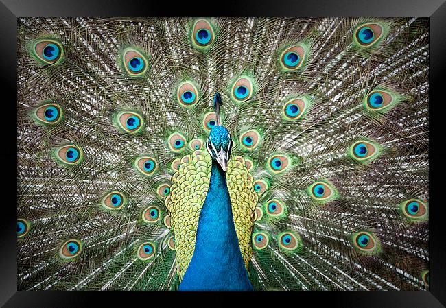 Peacock from the front Framed Print by Gary Devlin