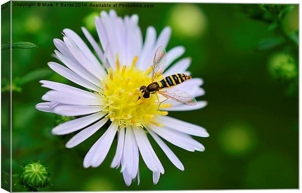  Hoverfly on Daisy Canvas Print by Mark  F Banks
