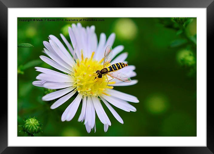  Hoverfly on Daisy Framed Mounted Print by Mark  F Banks