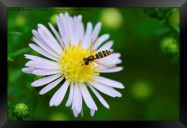  Hoverfly on Daisy Framed Print by Mark  F Banks
