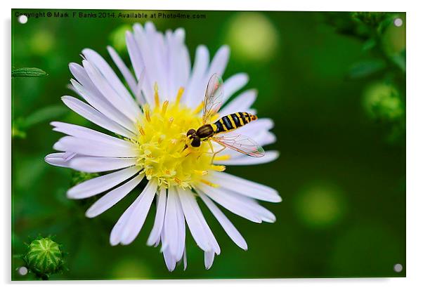  Hoverfly on Daisy Acrylic by Mark  F Banks