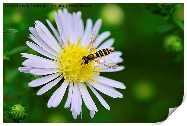  Hoverfly on Daisy Print by Mark  F Banks
