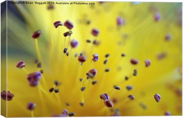  Pollen Pod Points Canvas Print by Brian  Raggatt