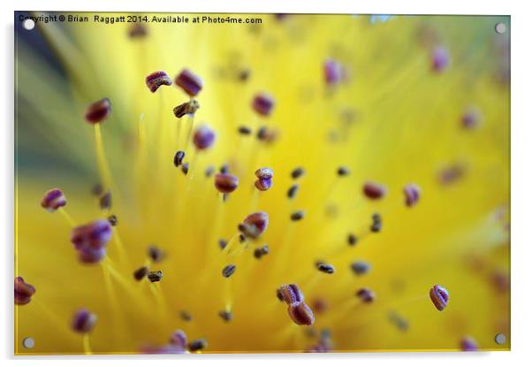  Pollen Pod Points Acrylic by Brian  Raggatt