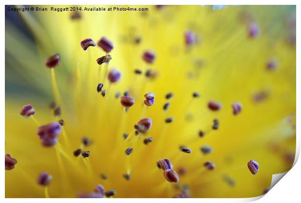  Pollen Pod Points Print by Brian  Raggatt