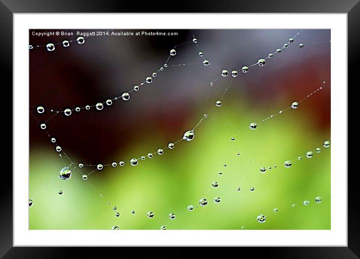  Wonder Web Droplets Framed Mounted Print by Brian  Raggatt