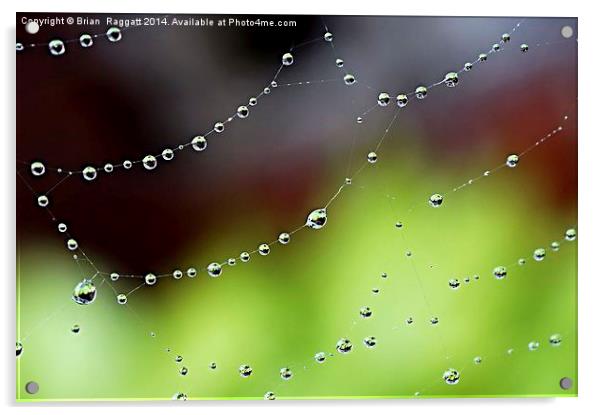  Wonder Web Droplets Acrylic by Brian  Raggatt