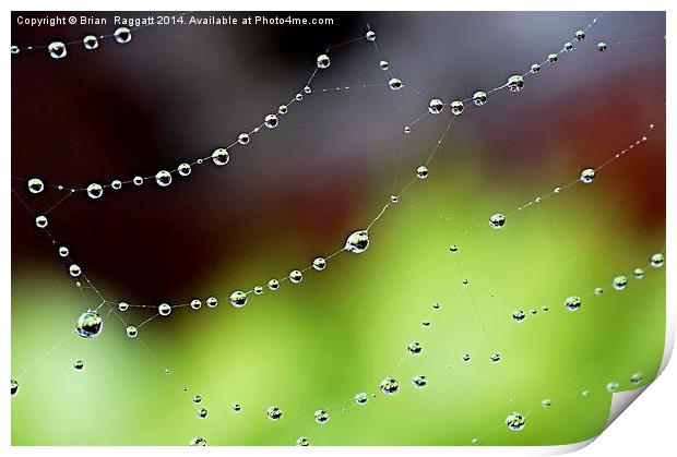  Wonder Web Droplets Print by Brian  Raggatt