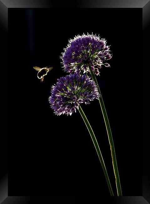 Bee in Flight Framed Print by Vince Betts