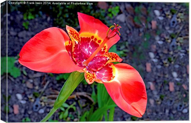  Beautiful Red Tigridia in all its glory. Canvas Print by Frank Irwin