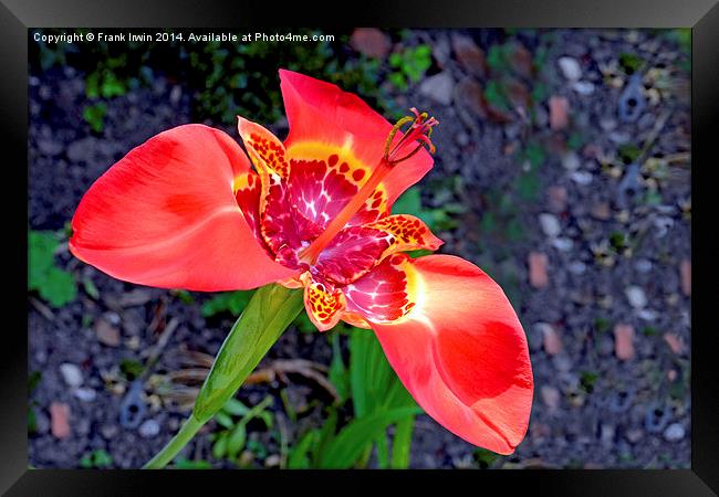  Beautiful Red Tigridia in all its glory. Framed Print by Frank Irwin