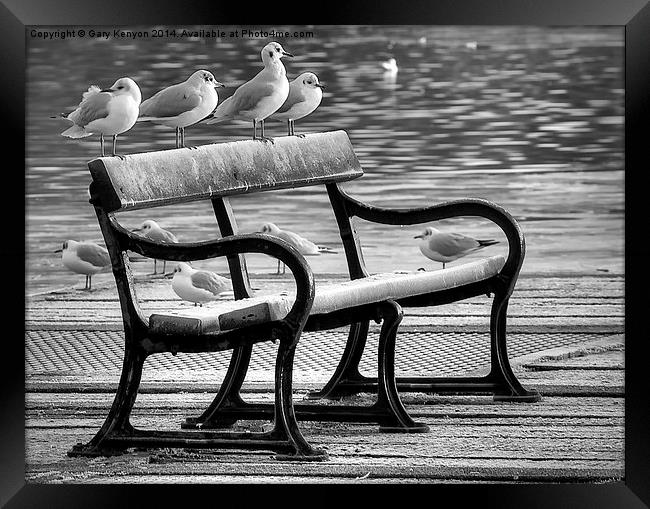 Bird Bench At Stanley park Framed Print by Gary Kenyon