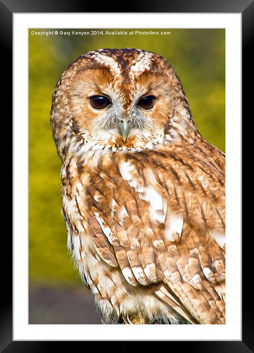  Tawny Owl Framed Mounted Print by Gary Kenyon