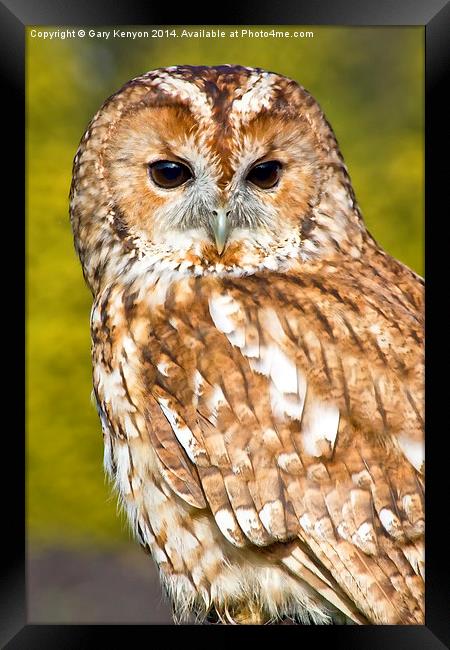  Tawny Owl Framed Print by Gary Kenyon
