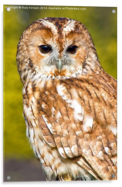  Tawny Owl Acrylic by Gary Kenyon