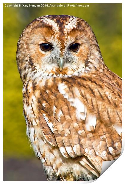  Tawny Owl Print by Gary Kenyon