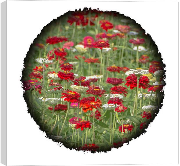  Beauty in the Round Canvas Print by Judy Hall-Folde