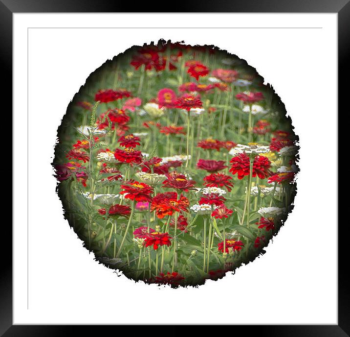  Beauty in the Round Framed Mounted Print by Judy Hall-Folde