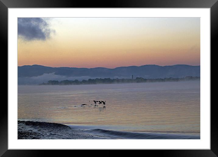 Birds at Dawn Framed Mounted Print by Tony Murtagh