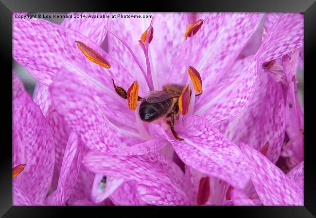  Bee in a Pink Flower Framed Print by Lou Kennard
