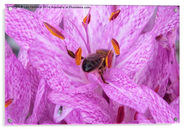 Bee in a Pink Flower Acrylic by Lou Kennard