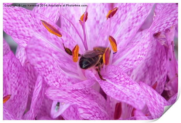  Bee in a Pink Flower Print by Lou Kennard