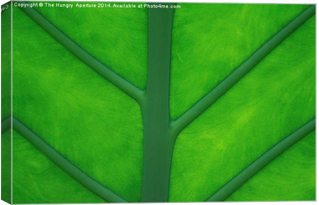  Tropical Leaf Canvas Print by Stef B