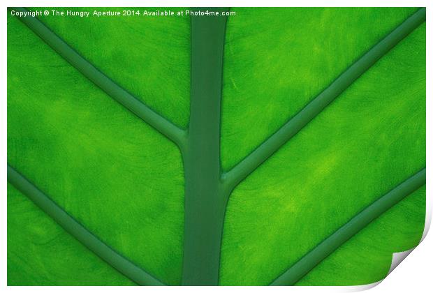  Tropical Leaf Print by Stef B