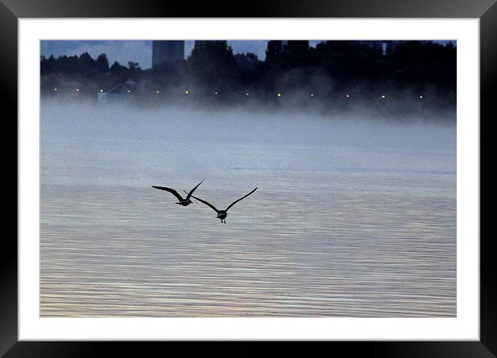 Birds in the Mist Framed Mounted Print by Tony Murtagh