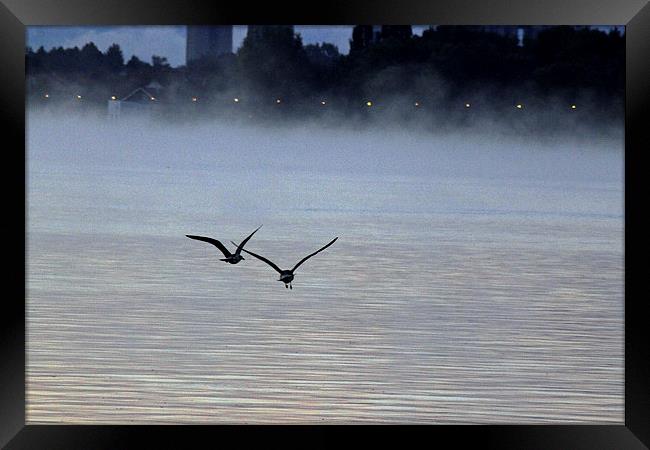 Birds in the Mist Framed Print by Tony Murtagh