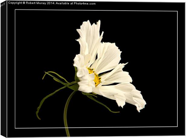  Cosmos Canvas Print by Robert Murray