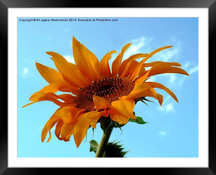 Sunflower Framed Mounted Print by Ali asghar Mazinanian