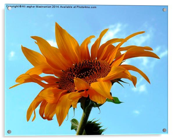  Sunflower Acrylic by Ali asghar Mazinanian